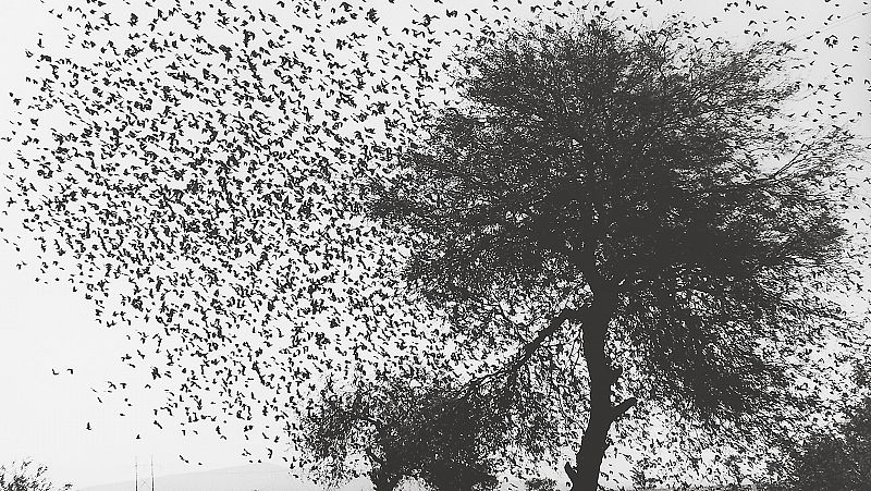 Graciela Iturbide refleja la luz de Mxico: "La fotografa es mi ritual en la vida y mi pasin"