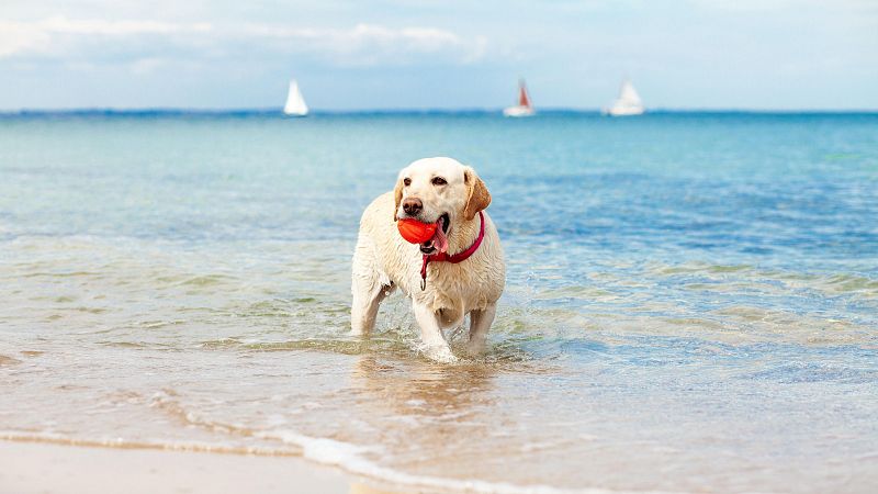 Mapa de todas las playas para perros en Espaa y cmo disfrutar de ellas este verano