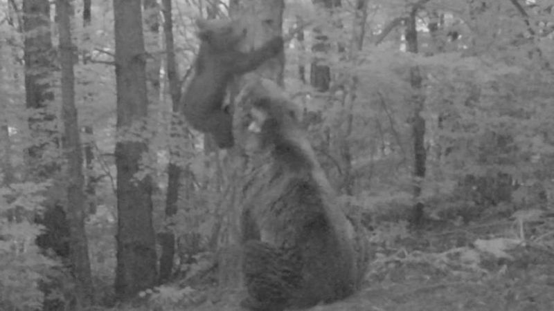 El renacer del oso en el Pirineo: Claverina da a luz al primer osezno en Aragn en 50 aos