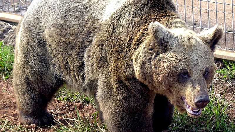 Muere la osa Tola, icono de la recuperación del oso pardo en España