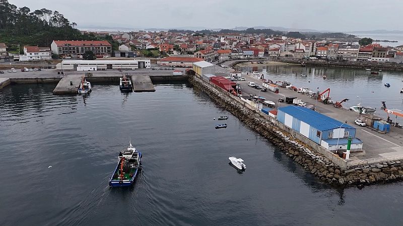 La Ra de Arousa pierde msculo: el mejilln gallego en jaque por el cambio climtico