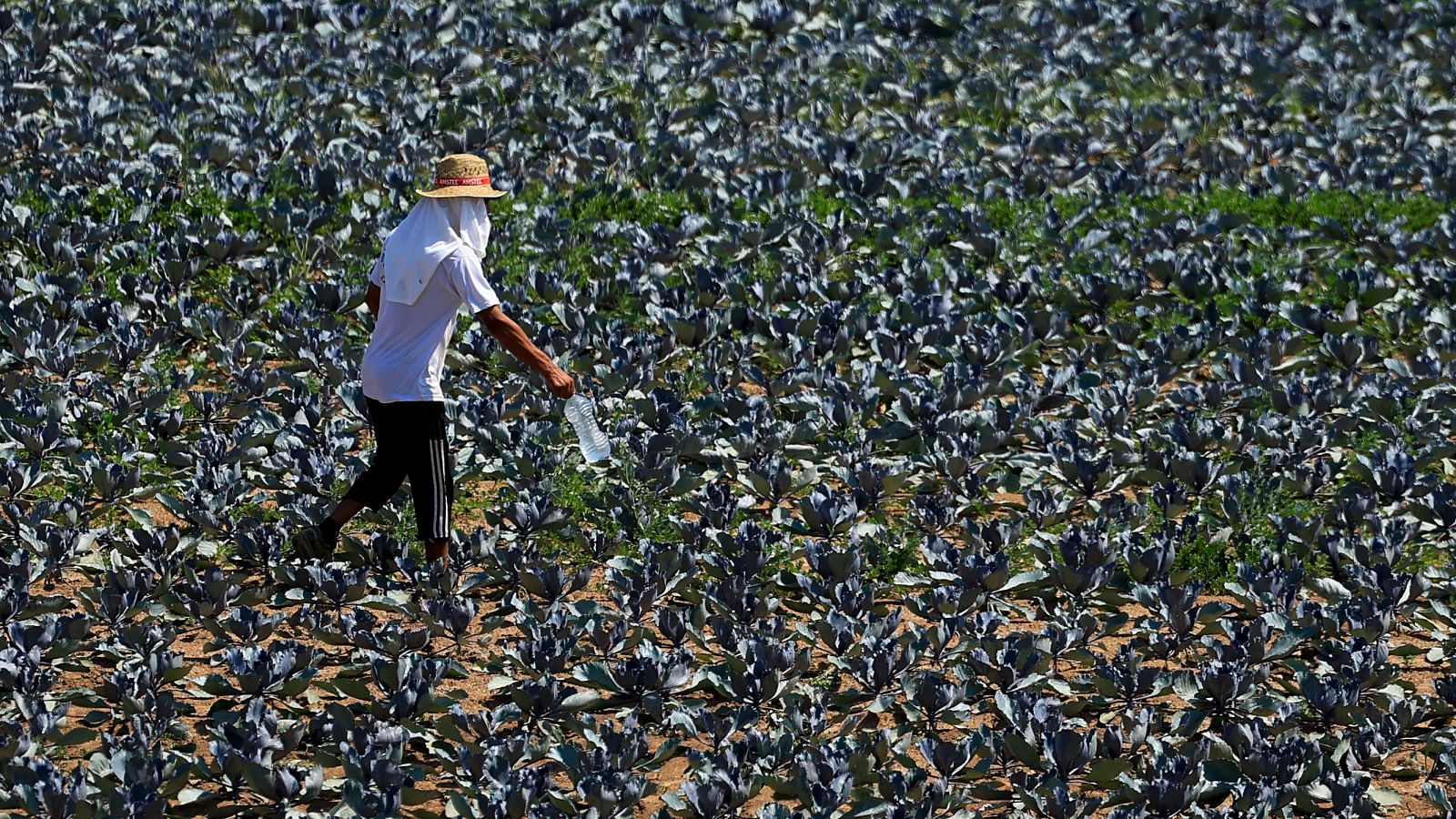 Mueren dos hombres por las altas temperaturas | Ver