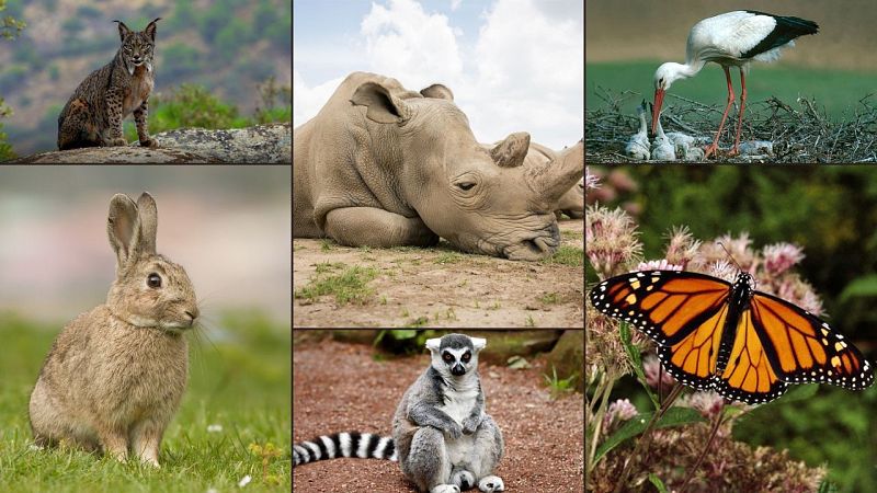 Aquests animals podrien desaparixer... saps quins sn?