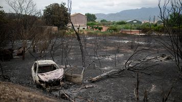 Una seal quemada en una zona afectada por el incendio