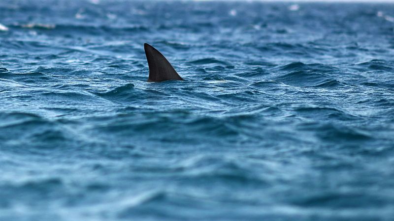 50 años de 'Tiburón'