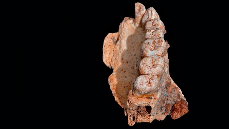 Un fUn fósil hallado en Israel revela que el 'Homo sapiens' salió de África 60.000 años antes de lo que se pensaba