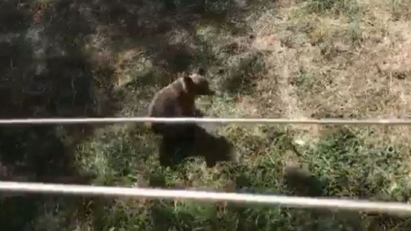 La osezna Alba, trasladada a Len para completar su adaptacin al medio natural