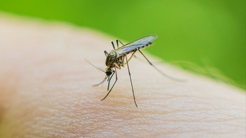 A quin pican ms los mosquitos? Por qu los sufren ms unas personas que otras? Estas son las claves