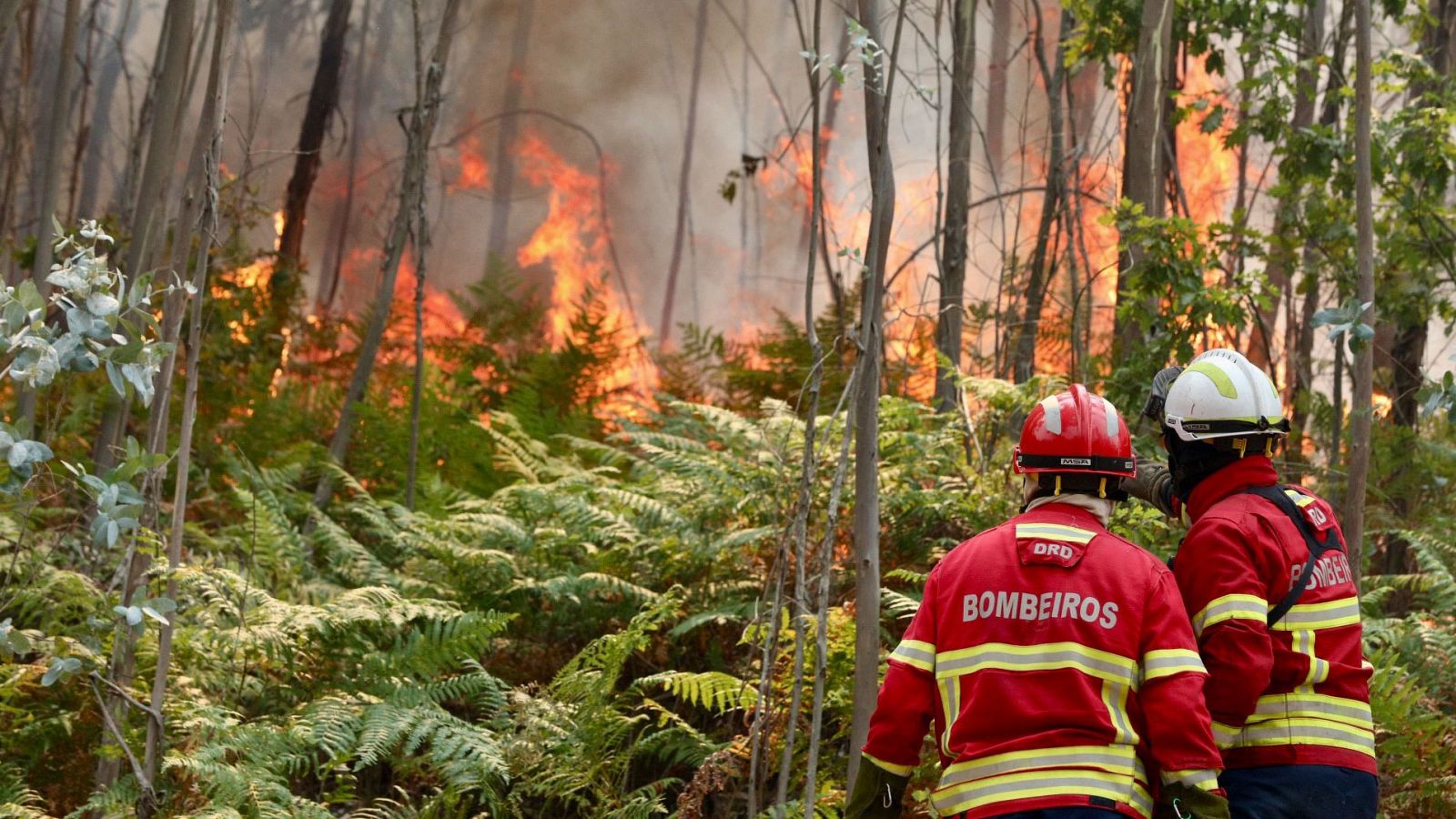 Arouca y Ponte da Barca, los focos más preocupantes en la ola de incendios de Portugal | Ver