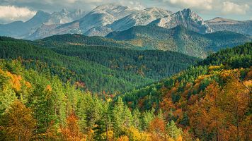 Los bosques europeos pierden capacidad para absorber CO2.