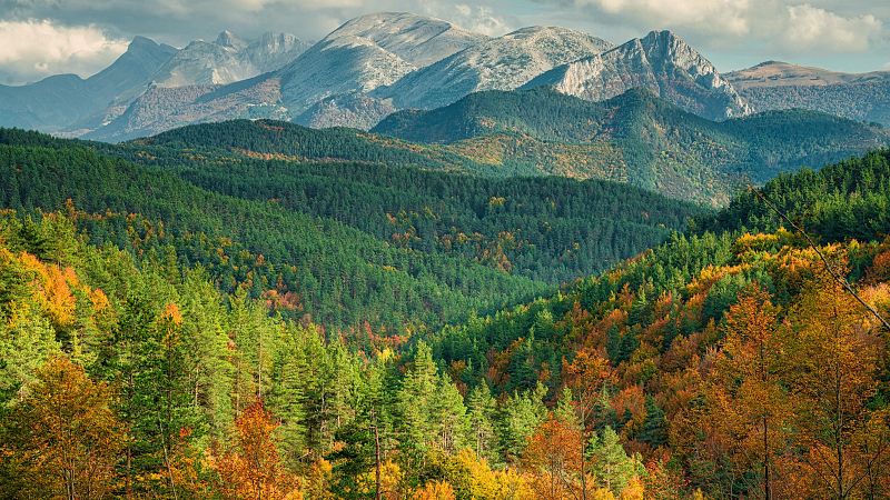 Los bosques europeos han perdido casi un tercio de su capacidad de absorber carbono en solo una dcada