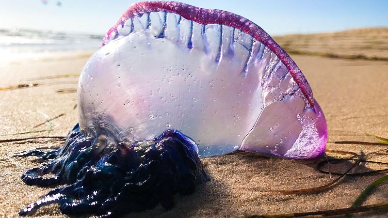 Alerta por el aumento de carabelas portuguesas en las playas del Cantbrico