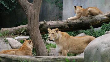 Varios tigres en un zoo de Dinamarca