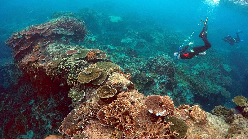 La Gran Barrera de Coral australiana sufre su mayor declive desde que hay registros