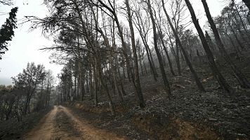 El incendio del sur de Francia, el mayor del pas desde 1949