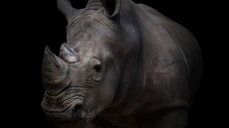 Un banco de ADN de rinocerontes se convierte en una eficaz herramienta para luchar contra los cazadores furtivos