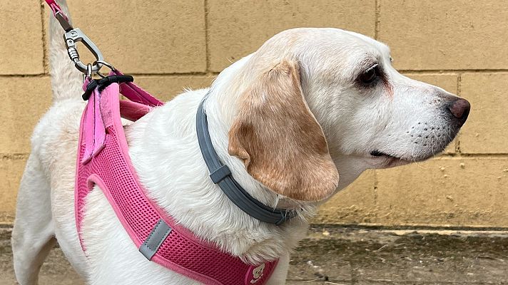 Laika, la perra adoptada por Mercedes