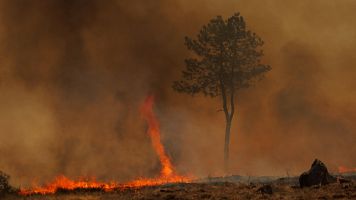 Un rbol resiste en pie entre  un mar de llamas en un incendio de Portugal