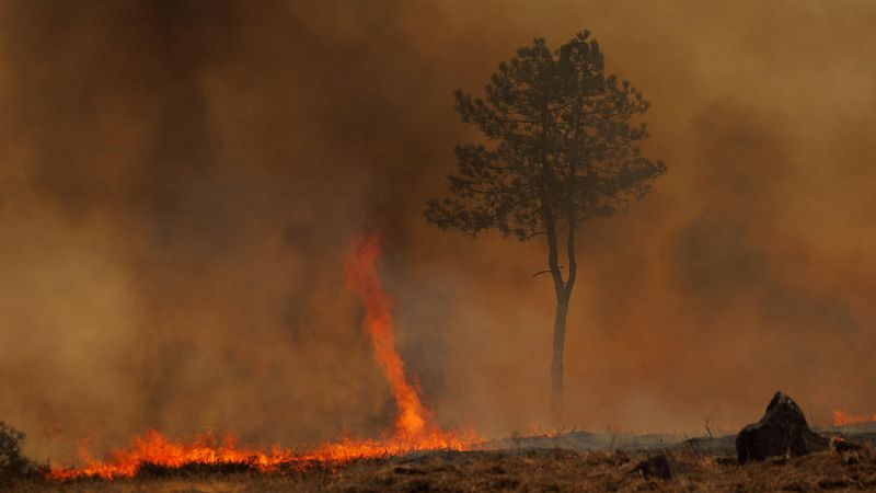 Las plantas pirófilas, especies de clima mediterráneo "acostumbradas al fuego" y pioneras en la reforestación