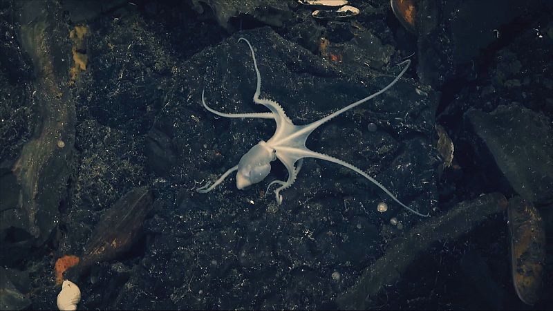 Transicin energtica verde: ms rentable, ms compleja y ms sucia de lo que parece?