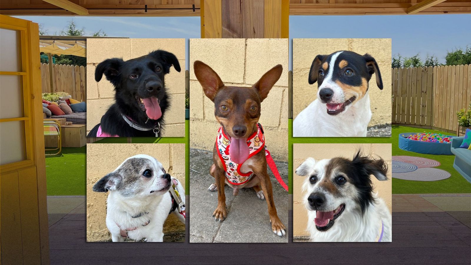 Dog House - Programa 7 - Dog House | Ver