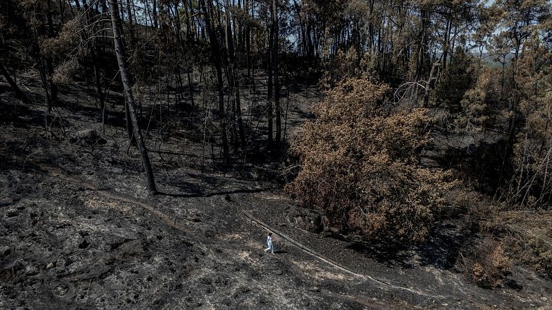 Solastalgia, la tristeza por perder el entorno natural: "Todo negro, todo quemado, esto es una pena"