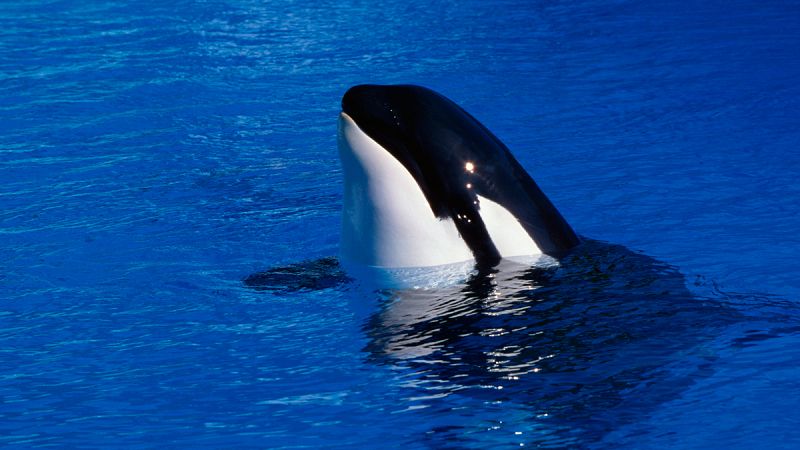 Demuestran que las orcas son capaces de imitar el habla humana