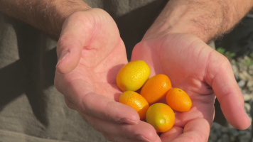 Els secrets del cumquat, un c�tric ric en vitamina C