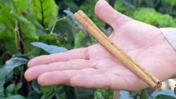 Canyella aut�ntica: aquestes s�n les propietats de l'esp�cia origin�ria de Sri Lanka