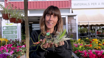 Aquestes s�n algunes de les plantes m�s rares del m�n