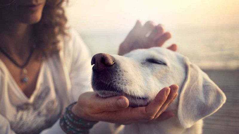 Cortar el rabo o las orejas a las mascotas, o regalarlas como premio está prohibido desde este 1 de febrero