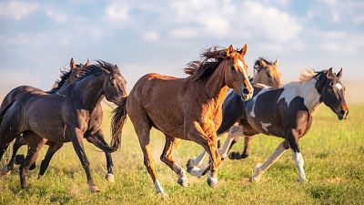 Caballos: compañeros inseparables del ser humano a lo largo de la historia