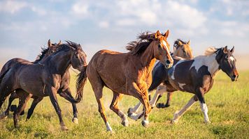 Caballos
