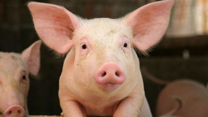 Xenotrasplantes de cerdos a humanos: la nueva frontera de la medicina que roza la ciencia ficcin