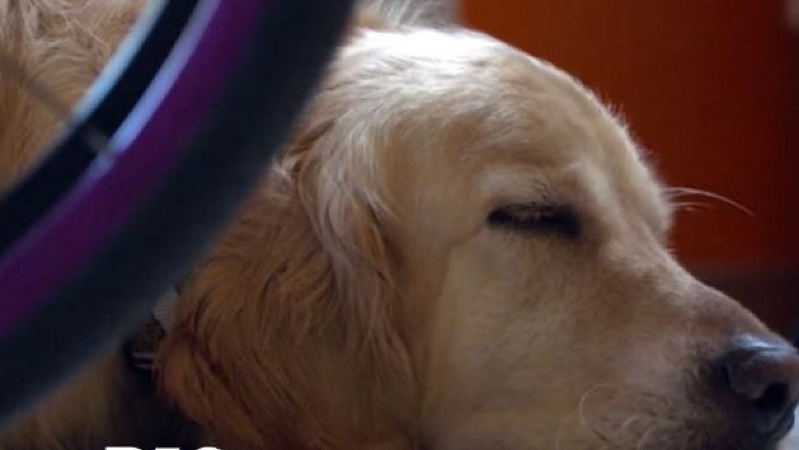 El mercado negro de los certificados de los perros de compañía - Directo al grano | Ver