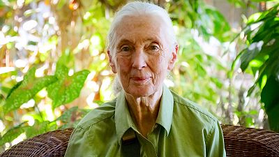 Jane Goodall, pionera en el estudio de chimpancs, inspira a las nuevas generaciones: su legado, en 'New Generation'