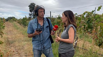 Cultura de la vid. El vino que viene