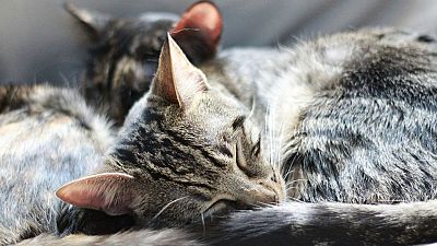 Memoria de delfín - Gatos: siete vidas y mucho que contar - 12/02/18 - Escuchar ahora