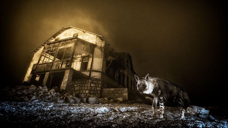 Una fantasmal fotografa de la hiena ms rara del mundo, premio principal del Wildlife Photographer of the Year 2025