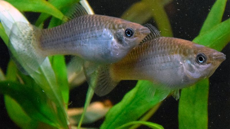 Una especie de pez formada solo por hembras sobrevive a las teorías evolutivas