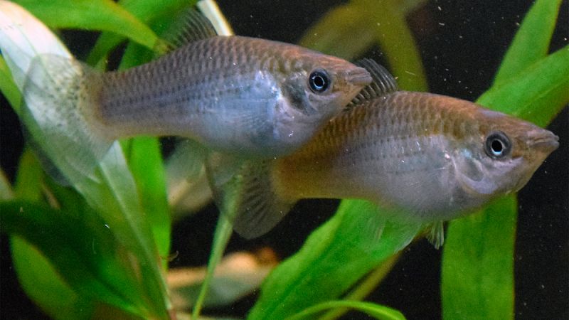 Una especie de pez formada solo por hembras sobrevive a las teorías evolutivas
