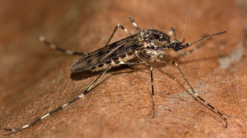 Descubren mosquitos en Islandia por primera vez en la historia debido al cambio climático