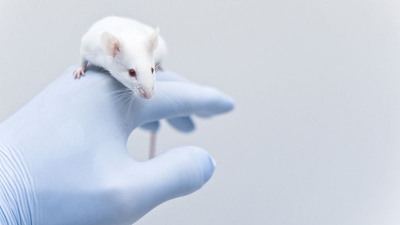 Investigadores de Barcelona curan ratones con cáncer de colon y los hacen inmunes