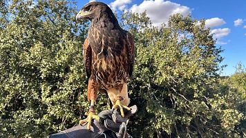 Ave entrenada en el Centro de Cetrera Campeza