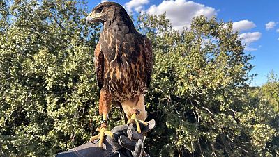 Ave entrenada en el Centro de Cetrera Campeza