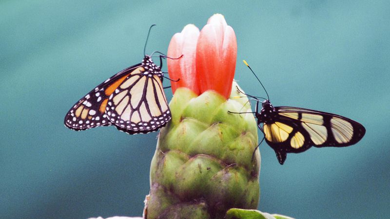 Un pequeño mariposario en Perú se convierte en una poderosa arma para combatir la deforestación