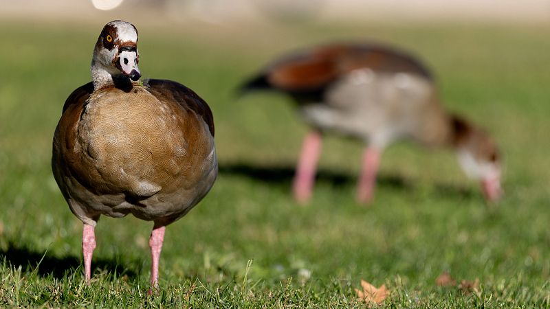 La gripe aviar obliga a prohibir la cría de aves de corral al aire libre en zonas de alto riesgo desde el lunes