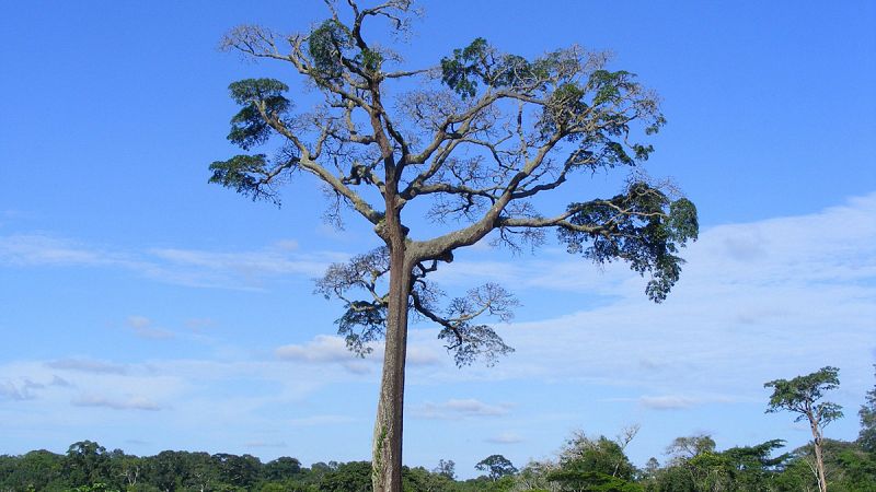 ¿Cuánto pesa un árbol vivo? El láser permite tallarlo sin talarlo