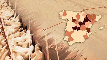 sector aves espaa gripe aviar