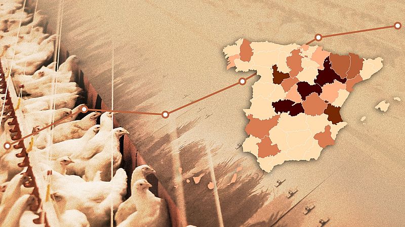 sector aves espaa gripe aviar